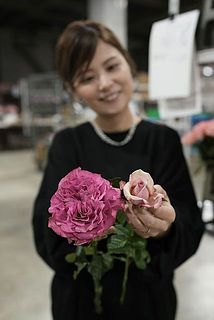 通常のバラとのサイズ比較😲びっくりするほどの大きさ！