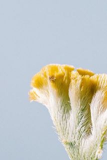 一部、傷で茶色く変色している場合がございます。ご了承ください。