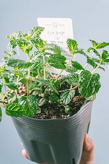 葉が一部黒く変色している場合がございます。