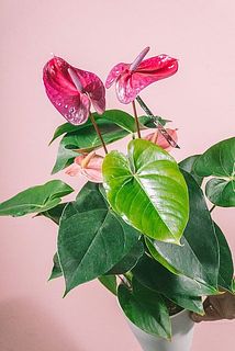 サイズや花のつき方には個体差がございます。