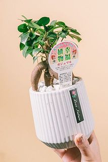 ポットの色はおまかせになります。どの色が届くかお楽しみに😍