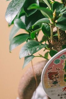 一部、葉に傷や茶色い変色がある場合がございます。ご了承ください。