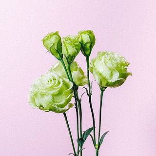 トルコキキョウの花の数は、個体差によって異なります。ご了承ください。