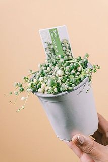 形、実付きには個体差があります。