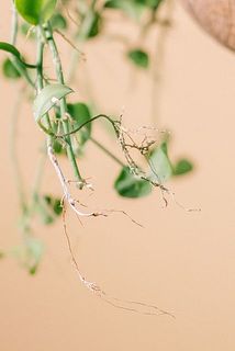 先が乾燥で茶色く変色している場合がございます。