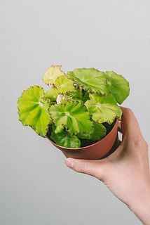 お届け例
