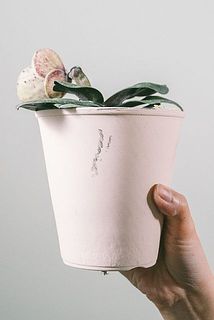鉢に汚れが付いている場合がございます。優しく拭き取ってください。
