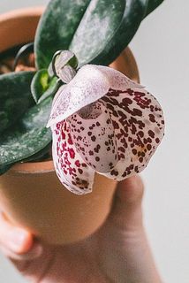一部、花が茶色く変色している場合がございます。ご了承ください。