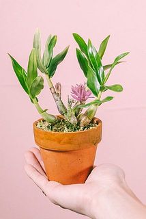 花の大きさや、枝ぶりには個体差があります。
