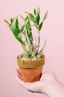 開花具合には個体差があります。まだ蕾の子も！