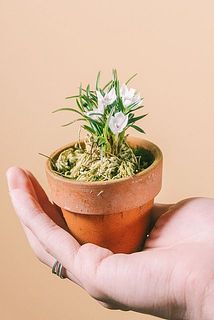 花のつき方には個体差がございます。