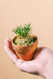 花がついていない個体もございます。