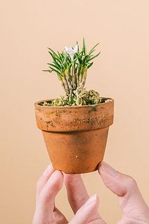 鉢に苔がついています。