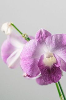 一部、花びらに傷がある場合がございます。