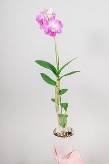 背丈には個体差があります。
