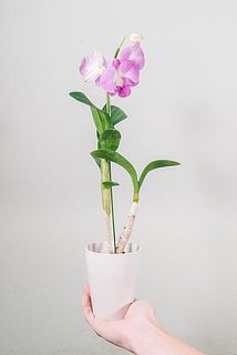 花付き、茎形には個体差があります。