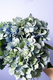 紫陽花のガク部分が一部茶色かったり、変色している場合もありますが、アンティーク紫陽花の特性としてご理解ください。