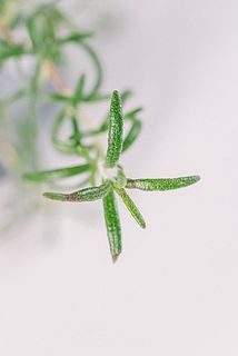 一部、葉が茶色く変色している場合がございます。