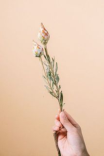 リューカデンドロン (プルモサス)