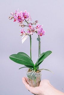 形、花付きには個体差があります。