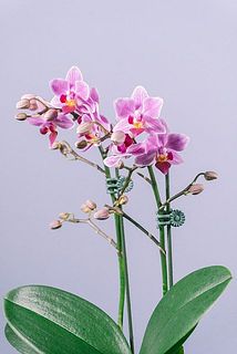 絶妙なカラーグラデーションが可愛い😍