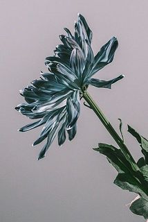 外側の花弁は下向きに開く場合がございます。