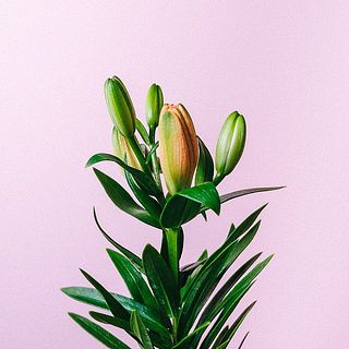ユリは30cmほどの長さでお届け。