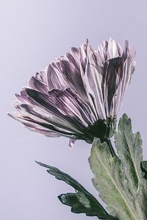 外側の花びらに傷がついていることがございます。ご了承ください。（写真は別カラーにです）