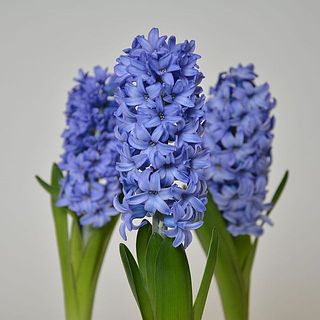 ヒヤシンスの色イメージ　※1球お届けします