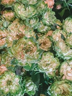 魅力たっぷりの希少なばら。ぜひ試してみて🌹