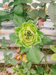 ハウスで咲いているベジーの様子🥦