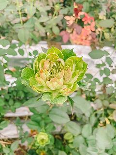 ほんのり赤く色づいている子もいます👀