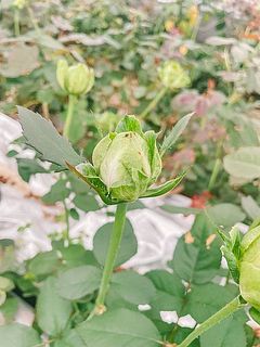 つぼみはまるで芽キャベツ！