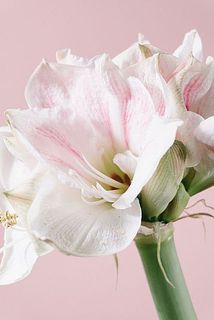 ホワイトに淡いピンクがほんのりと入る、キュートなアマリリス😍