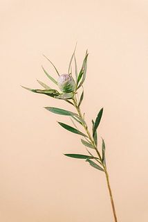 形や大きさには個体差がございます。