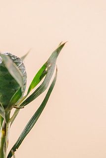 葉に傷がある場合がございます。