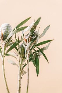 乾燥で葉が茶色く変色している葉がございます。ご了承ください。