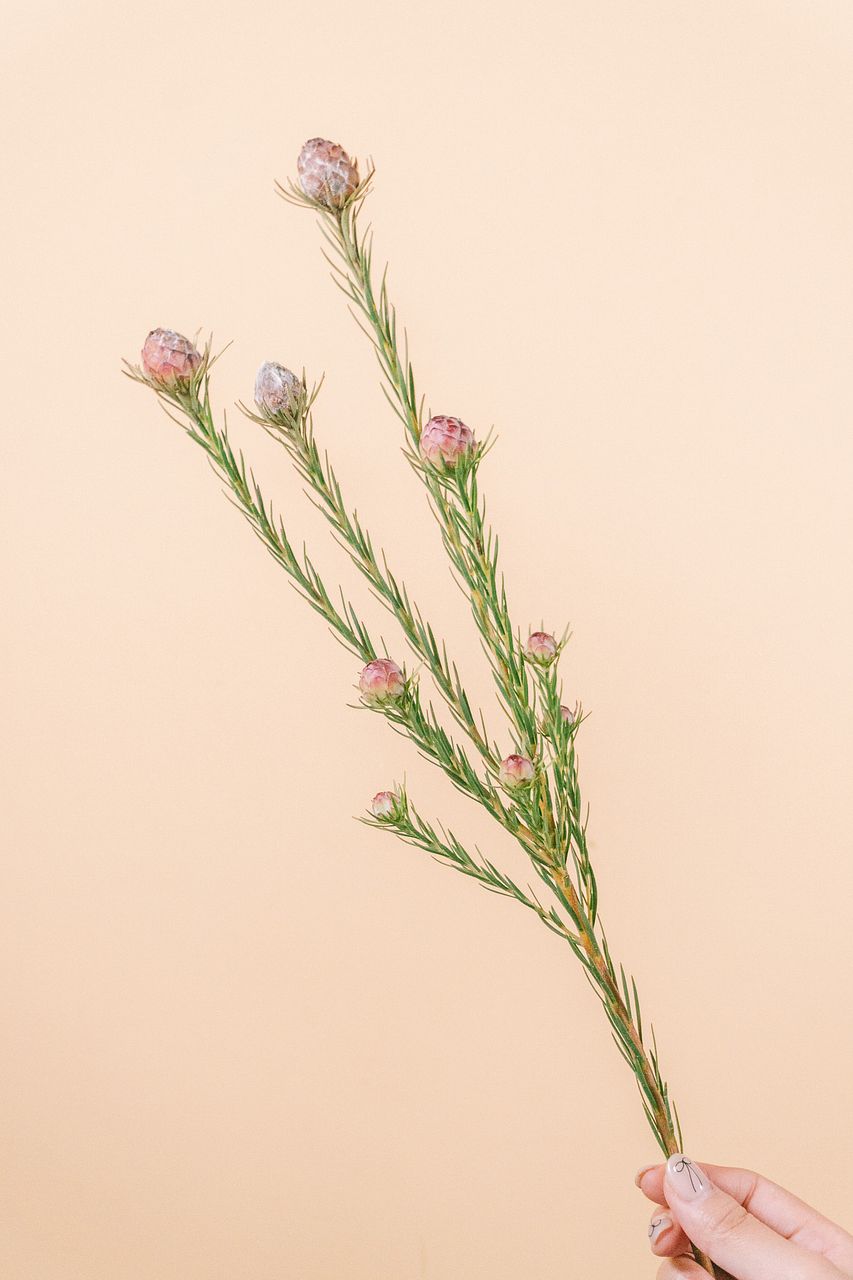 リューカデンドロン「ジュビリークラウン」