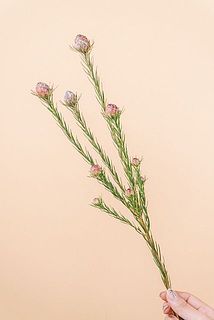 実のつき方が大きさには個体差がございます。