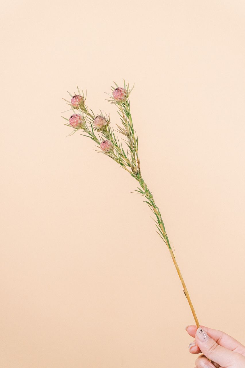 リューカデンドロン「ジュビリークラウン」