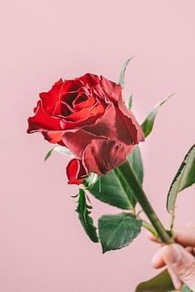 花びらの縁がクシュっとした品種がございます。