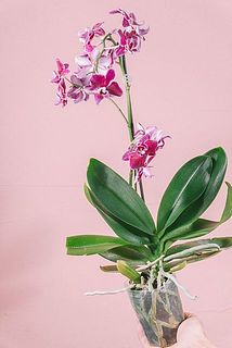 花の付きや模様は鉢ごとに個体差があります。