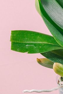 葉が一部カットされていたり、変色している場合がございます。ご了承ください。