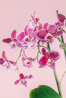 お花が大きいため、枝垂れて咲いています。品質には問題ございませんのでご安心ください。