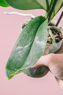 カルキ跡がついていることも。気になる場合は濡れたふきんなどで優しく拭き取ってください。