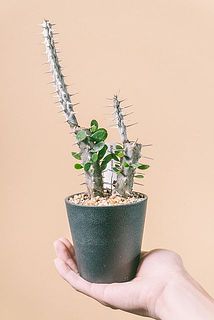 枝ぶりや大きさには個体差がございます。