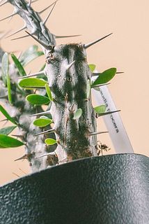 一部傷がついて模様になっている株もございます。風合いとしてお楽しみください。