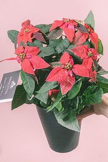 花付きや大きさには個体差がございます。