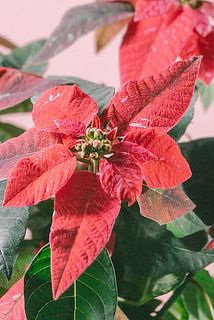 斑の入り方には個体差がございます。