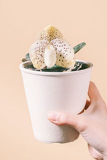 素焼きポットのカラーはおまかせでお届けします。